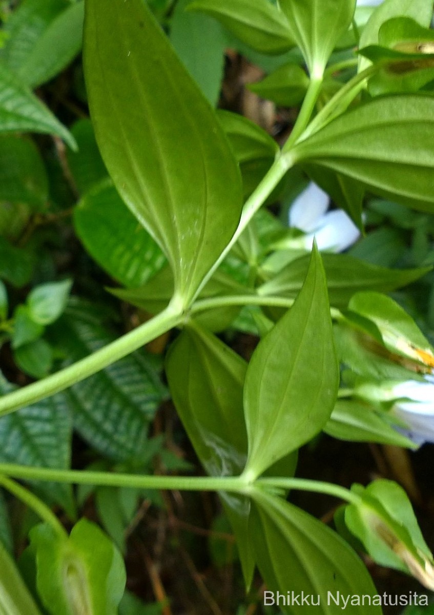 Exacum pallidum (Trimen) Klack.